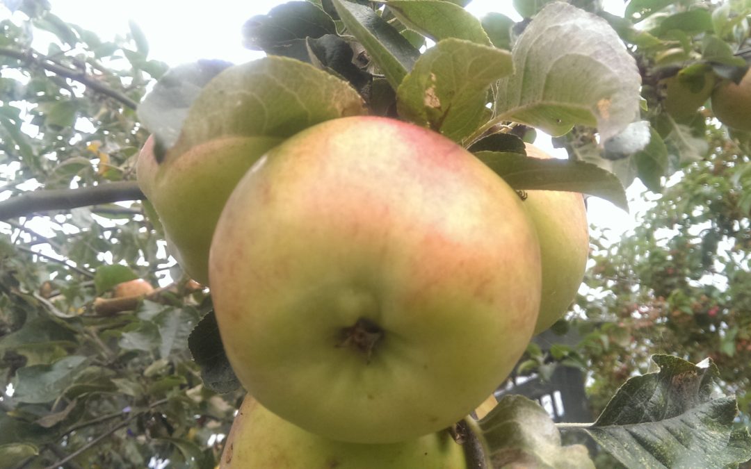 our apple tree